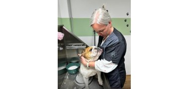 Katrin bei der Pflege eine Hundes auf dem Waschtisch